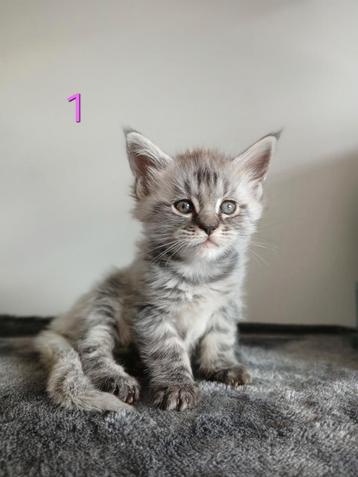 Maine coon xxl kittens beschikbaar voor biedingen