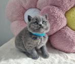 Britse korthaar kitten, Dieren en Toebehoren, Kater, Ontwormd, 0 tot 2 jaar
