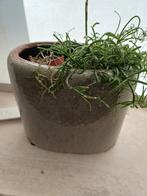 Serie groene geglazuurde  bloempotten en vaasjes, Tuin en Terras, Bloempotten, Ophalen, Rond, Aardewerk, Minder dan 40 cm