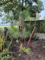Naaldboom, Tuin en Terras, Planten | Bomen, Ophalen, Volle zon, Overige soorten