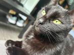 Zwart poes, Dieren en Toebehoren, Katten en Kittens | Raskatten | Korthaar, 0 tot 2 jaar, Ontwormd, Poes