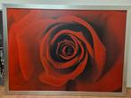 Japack Rose, Ophalen