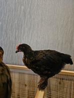 Tamme Marans haan 7 weken, Dieren en Toebehoren, Pluimvee, Mannelijk, Kip