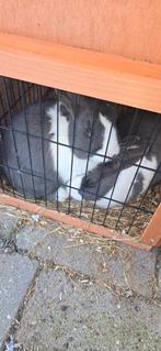 2 mannen konijntjes, Dieren en Toebehoren, Mannelijk, 0 tot 2 jaar