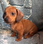 Teckel pups reutje, Dieren en Toebehoren, Honden | Teckels en Dashonden, België, Standaard, Particulier, Rabiës (hondsdolheid)