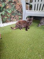 Mooie mainecoon kittens, Dieren en Toebehoren, Katten en Kittens | Raskatten | Langhaar, Meerdere dieren, Gechipt