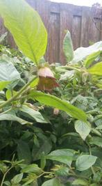 Atropa komarovii , Belladonna, Wolfskers zaden, Ophalen of Verzenden, Gehele jaar, Volle zon, Zaad