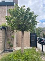Bolcatalpa gratis af te halen, Tuin en Terras, Planten | Bomen, Ophalen, Halfschaduw, Bolboom, 250 tot 400 cm