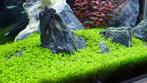 micranthemum tweediei “monte carlo”, Vis