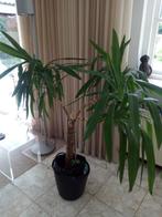 yucca grote plant, Huis en Inrichting, Kamerplanten, Groene kamerplant, Ophalen, Palm, 100 tot 150 cm