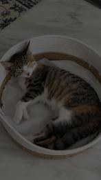 Kat gratis, Kater