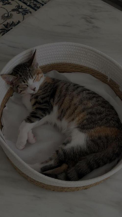Kat gratis, Dieren en Toebehoren, Katten en Kittens | Raskatten | Korthaar, Kater