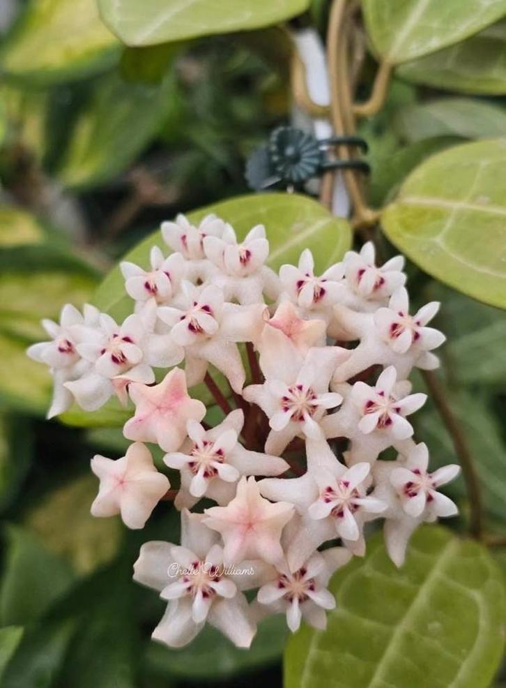 Hoya elliptica snijstek (laatste stekken 2025!), Huis en Inrichting, Kamerplanten, Overige soorten, Minder dan 100 cm, Bloeiende kamerplant