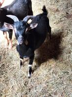 Black and Tan dwergbok, dekbok, Dieren en Toebehoren, Schapen, Geiten en Varkens, Geit