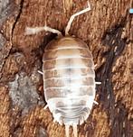 Porcellio laevis, Dieren en Toebehoren, Overige soorten