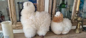 Alpaca van echte alpaca wol beschikbaar voor biedingen