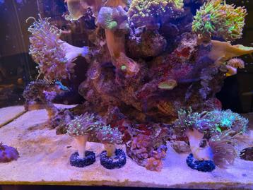 DragonSoul indian toorts beschikbaar voor biedingen