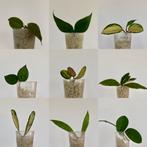 Kamerplant Hoya Peperomia stekpakket- 6 voor €10, Ophalen of Verzenden, Overige soorten, Minder dan 100 cm