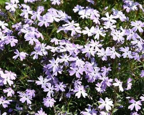 Phlox subulata 'Emerald Cushion Blue' - Kruipphlox🌿, Tuin en Terras, Planten | Tuinplanten, Vaste plant, Overige soorten, Halfschaduw