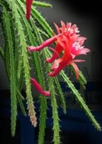 staart cactus - hangcactus - Aporocactus, Huis en Inrichting, Kamerplanten, Cactus, Minder dan 100 cm, Ophalen of Verzenden, Volle zon