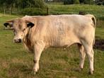 Te koop 50% bb stier, Dieren en Toebehoren, Mannelijk, 0 tot 2 jaar