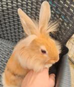 We hebben nog 1 leeuwenkop x hollander (dwerg konijntjes), Dieren en Toebehoren, Meerdere dieren, Dwerg, 0 tot 2 jaar