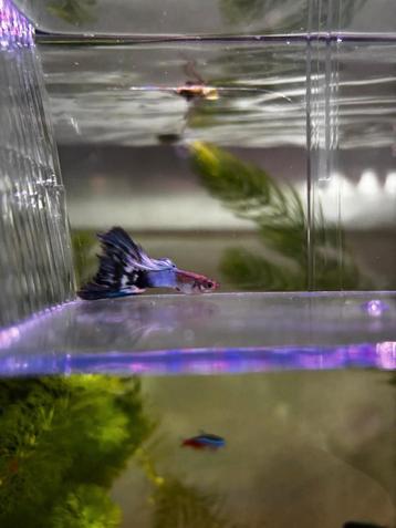 Gratis guppy beschikbaar voor biedingen