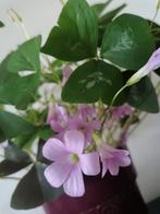 Oxalis triangularis Fanny knolletjes te koop, Overige soorten, Minder dan 100 cm, Bloeiende kamerplant, Halfschaduw