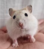 Lieve jonge dwerghamsters kinderen gewend, Dieren en Toebehoren, Knaagdieren, Hamster, November, Meerdere dieren, Tam
