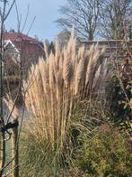 Pampas gras pluimen, Tuin en Terras, Ophalen, Zomer, Volle zon