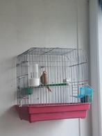 Roodmus pheao pop 2025, Vrouwelijk, Tropenvogel, Geringd