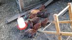 7 krielhanen en een dikke kip te koop, Dieren en Toebehoren, Mannelijk, Kip