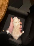 Maltipo pups, Overige rassen, 8 tot 15 weken, Teef, Meerdere