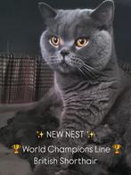 Blauwe Britse Korthaar Kampioenslijnen fokverbod NEST 2026!, Dieren en Toebehoren, Kater, Ontwormd