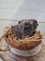 Koppel jonge postduiven duiven, Postduif, Meerdere dieren