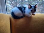 3 lieve kittens 8 weken, Dieren en Toebehoren, Katten en Kittens | Overige Katten, Meerdere dieren