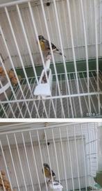 Citroenborst Edelzanger Man, Mannelijk, Tropenvogel, Geringd