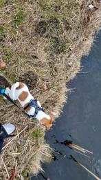 Foxterrier reu, 8 tot 15 weken, Eén hond, Nederland, Particulier