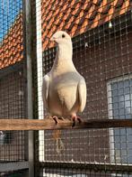 Sierduif, Vrouwelijk, Overige soorten