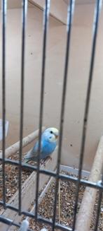 Regenboog parkiet, Geslacht onbekend, Parkiet