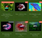 Prachtige import Betta vissen!, Vis, Zoetwatervis