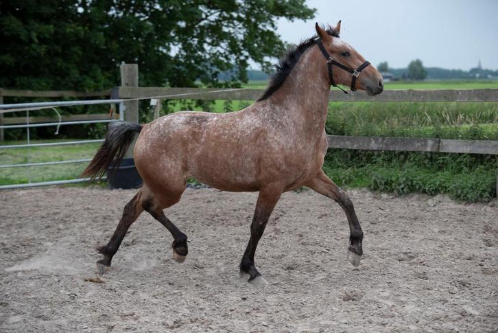 2,5 jarige appaloosa merrie, topbraaf., Dieren en Toebehoren, Paarden, Merrie, Onbeleerd, 160 tot 165 cm, 0 tot 2 jaar, Dressuurpaard