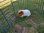 Gladhaar zeugje roodbont, Dieren en Toebehoren, Juli, Vrouwelijk, Cavia