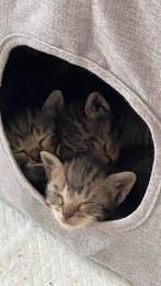 1 kitten in de aanbieding, Dieren en Toebehoren, Katten en Kittens | Overige Katten, Poes, Kortharig