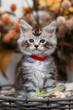 Mooie Maine Coon kittens met Stamboom, Kater, Gechipt