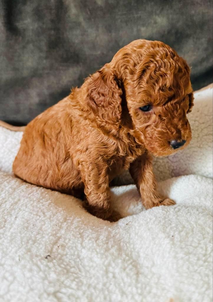 Dwerg poedel pups, nog drie reutjes, Dieren en Toebehoren, Honden | Niet-rashonden, Middel, Meerdere dieren, Particulier, Meerdere