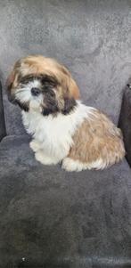 Shih tzu, Dieren en Toebehoren, Honden | Chihuahua's en Gezelschapshonden, 15 weken tot 1 jaar, CDV (hondenziekte), Meerdere, Nederland