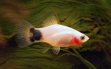 Hobbyaquarium Platy Wit Mickey beschikbaar voor biedingen