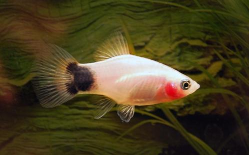 Hobbyaquarium Platy Wit Mickey, Dieren en Toebehoren, Vissen | Aquariumvissen, Zoetwatervis, Vis, Schoolvis