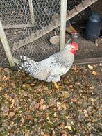 Haan, Dieren en Toebehoren, Mannelijk, Kip